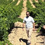 Man wearing sunglasses and a light gray T-shirt walking along a dirt path between grapevines in a vineyard.