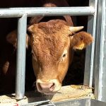 Close-up of a light brown cow peering through metal bars of a cattle stall, ear tag 1976 visible on the right ear, farm setting.